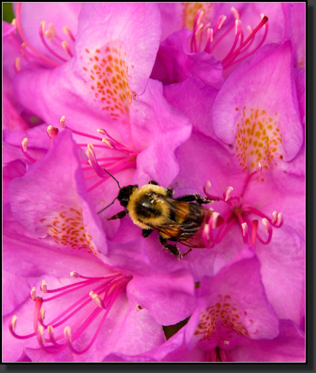 20070519-1058-Bumblebee-on-Catawba-'Boursault'