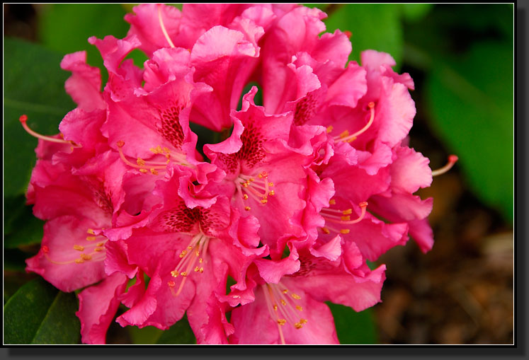 20070519-1063-'Henrietta-Sargent'-Rhododendron