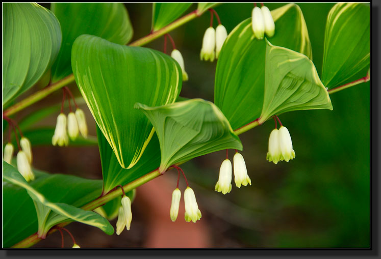 20070519-1064-Variegated-Solomon-Seal