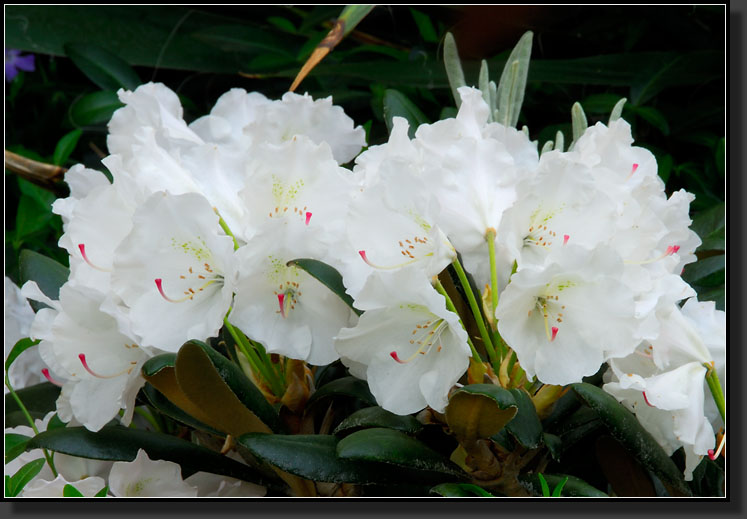 20070519-1072-'Crete'-Rhododendron,-Yak-Hybrid