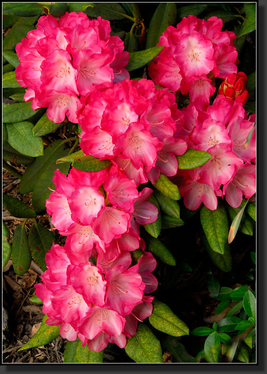 20070519-1077-'Fantastica'-Rhododendron,-Yak-Hybrid