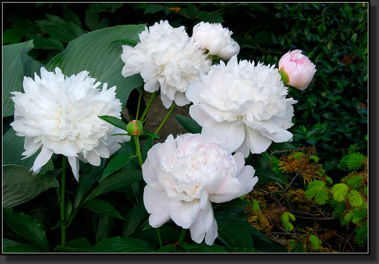 20070528-1277-Peony-'Festiva-Maxima'