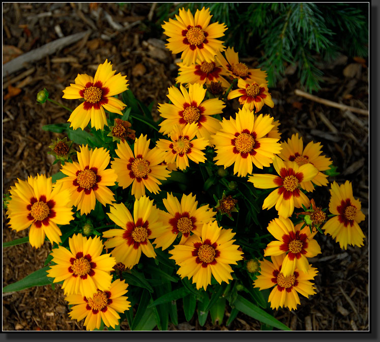 20070614-1329-Coreopsis-Grandiflora-'Heliot'