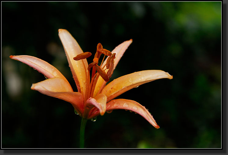 20070627-1382-Asiatic-Lily