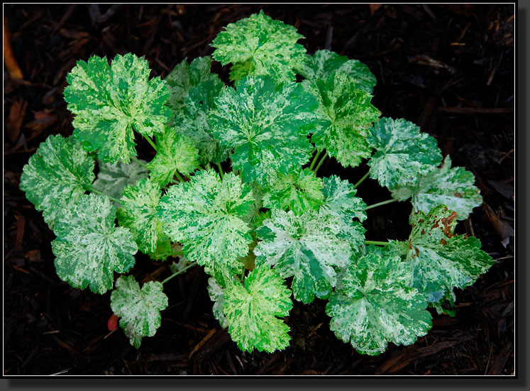 20070627-1388-'Snow-Angel'_Coral-Bells-(Heuchera)