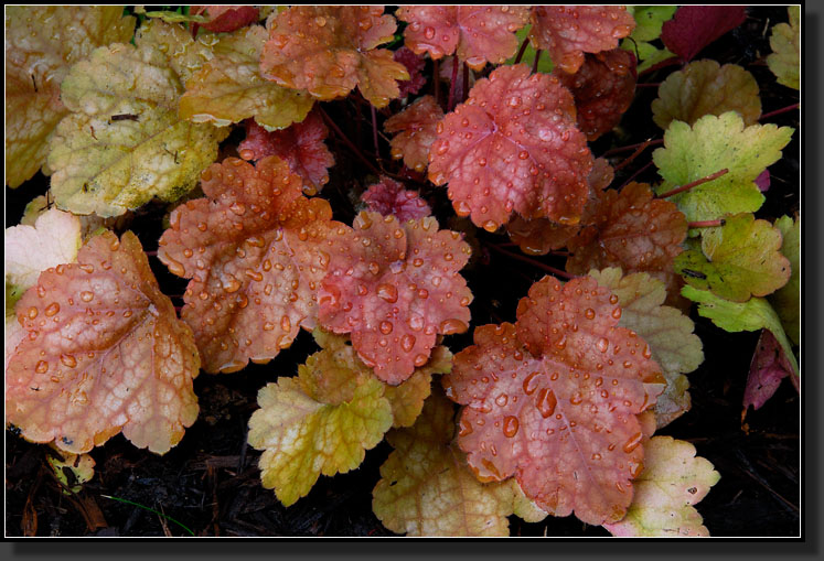 20070627-1391-'Amber-Waves'_Coral-Bells-(Heuchera)