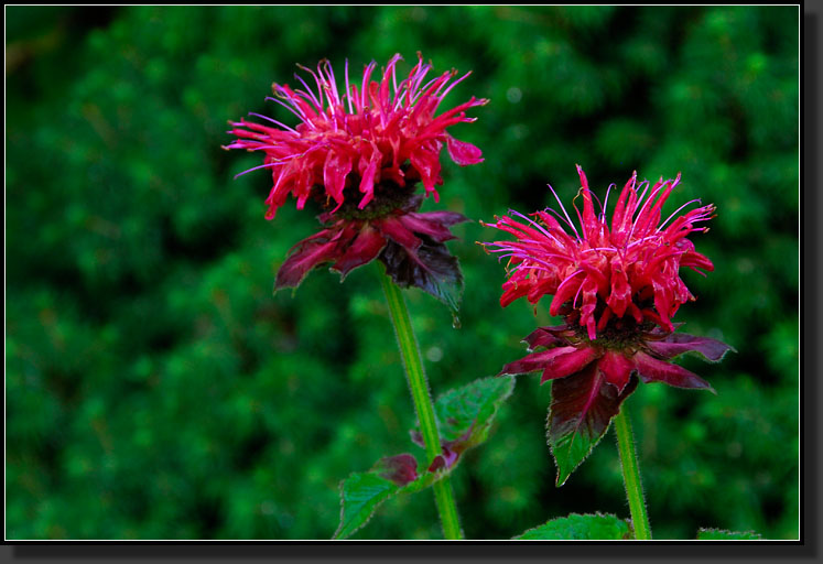 20070627-1393-Bee-Balm-(Monarda)-'Fireball'