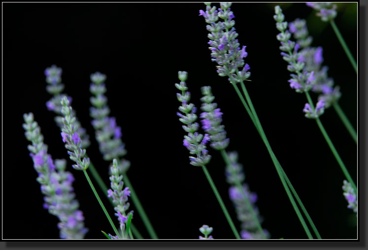 20070701-1404-Lavender-'Munstead'