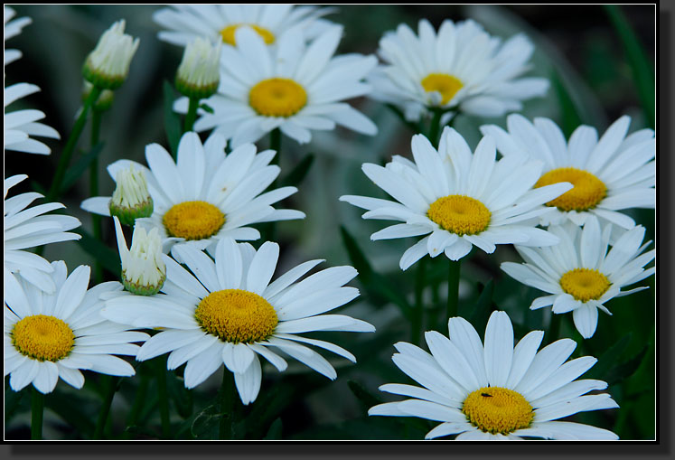 20070701-1410-Shasta-Daisy-'Becky'