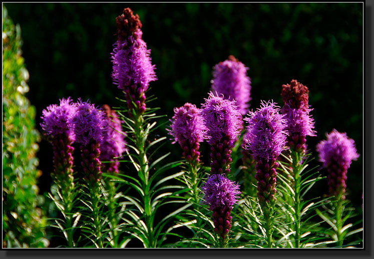 20070706-1417-Liatris-Spicata-'Kobold'