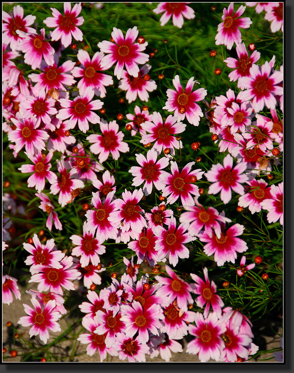 20070706-1420-Coreopsis-'Sweet-Dreams'