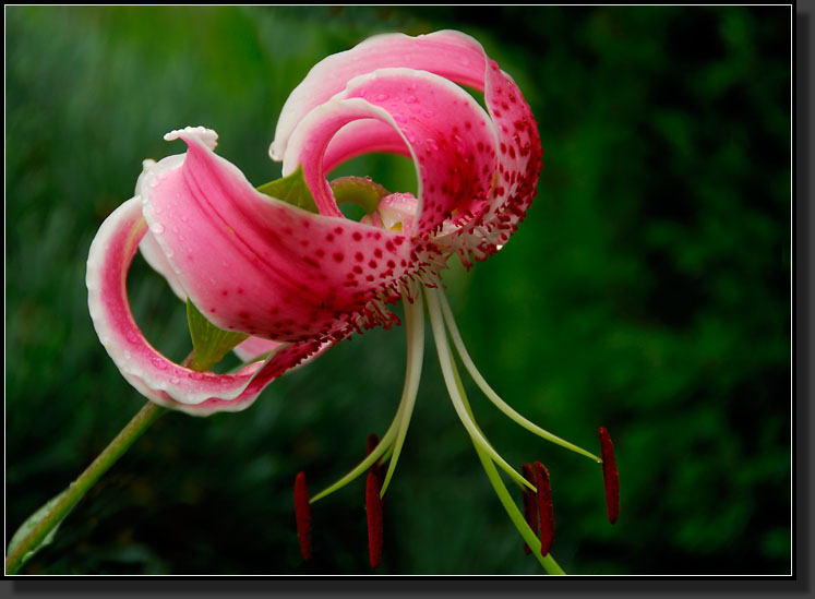 20070808-1467-Turkscap-Lily-'Rubrum'