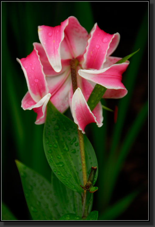 20070808-1468-Turkscap-Lily-'Rubrum'