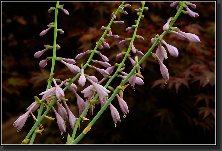 20070808-1470-Hosta-Flower