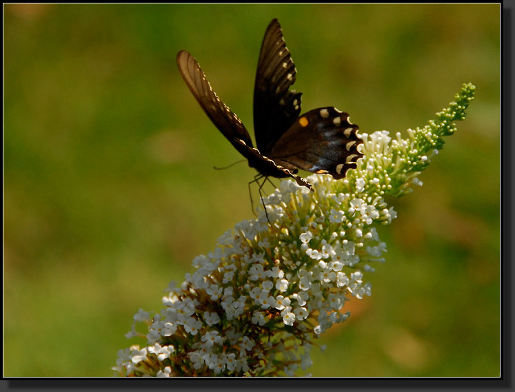 20070811-1492-Spicebush-Swallowtail,-Female