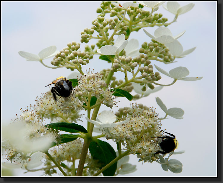 20070812-1545-Carpenter-Bees-on-Panicle-Hydrangea-'Pink-Diamond'