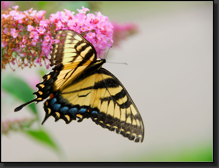 20070812-1555-Eastern-Tiger-Swallowtail