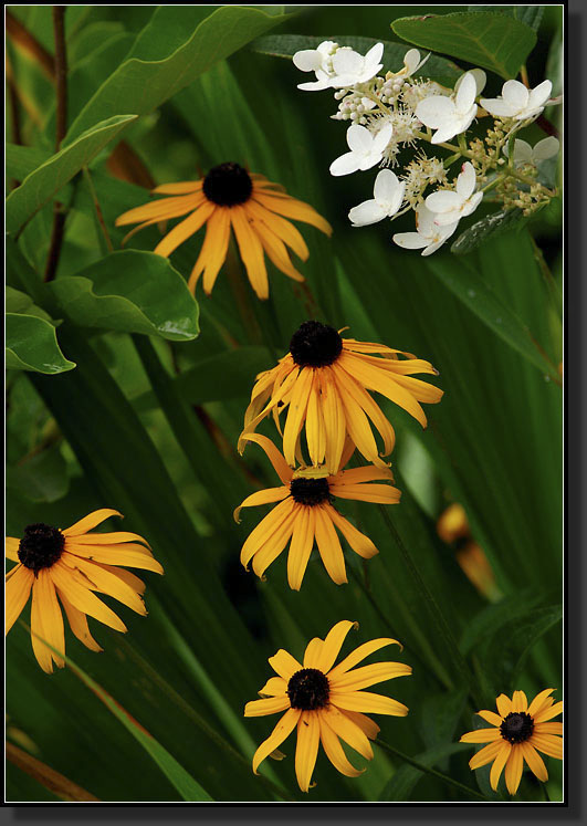 20070819-1592-Black-eyed-Susan-(Rudbeckia)-'Goldsturm'