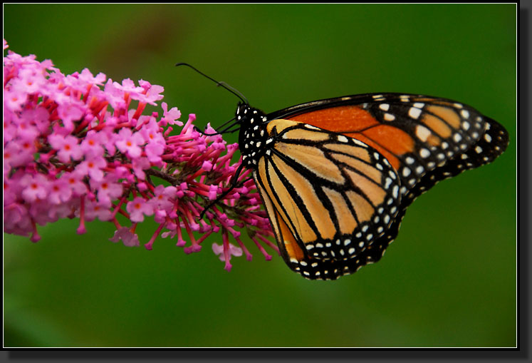 20070822-1616-Monarch