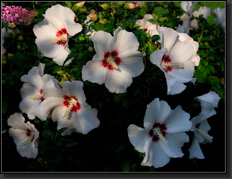 20070824-1627-Rose-of-Sharon,-'Red-Heart'