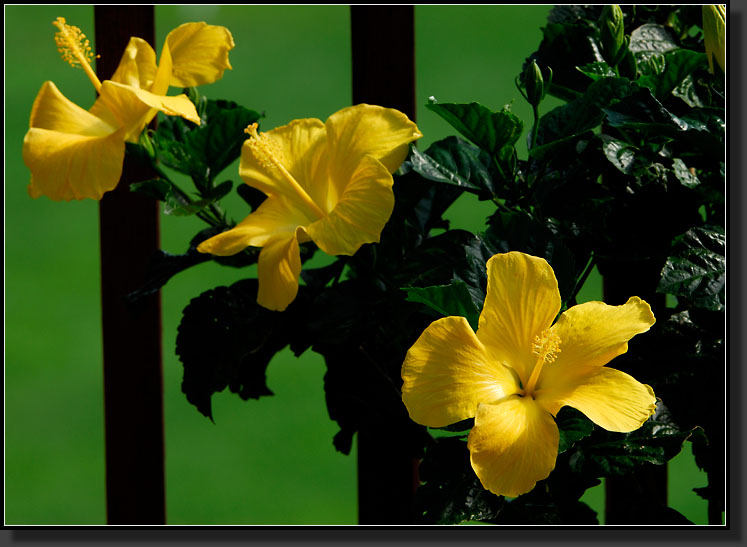 20070824-1629-Tropical-Hibiscus