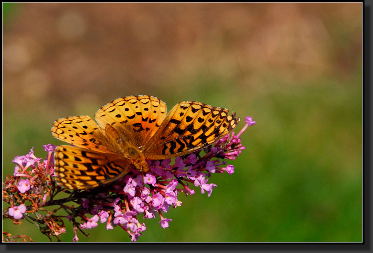 20070826-1728-Great-Spangled-Fritillary