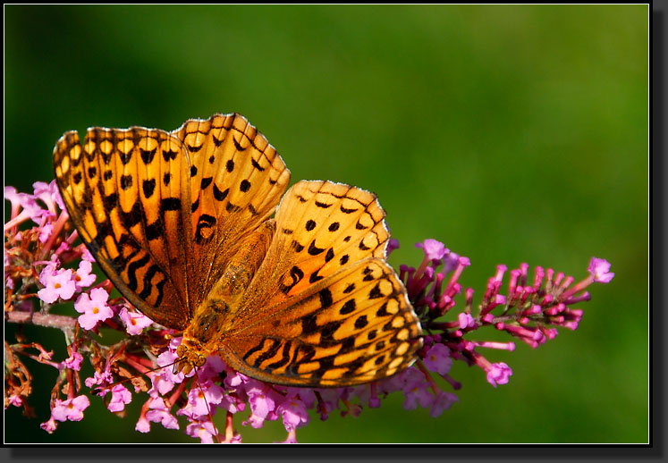 20070826-1732-Great-Spangled-Fritillary