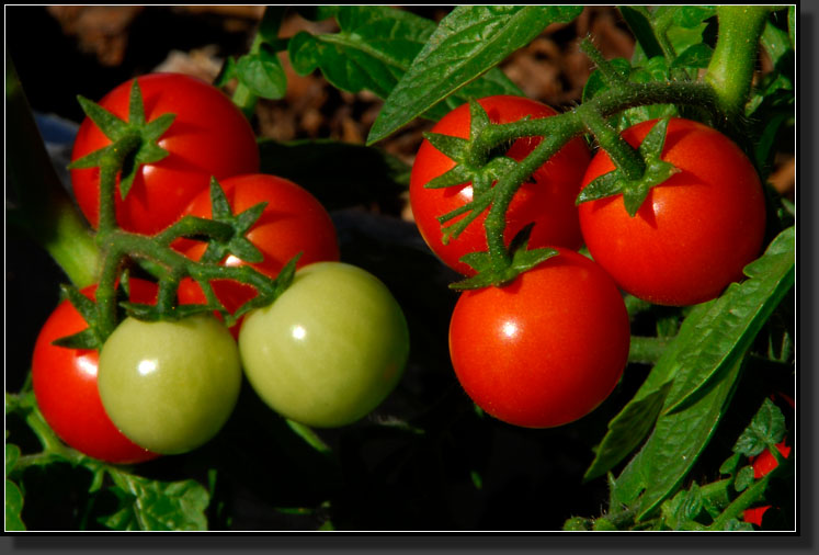 20070901-1837-'Husker-Red'-Cherry-Tomato