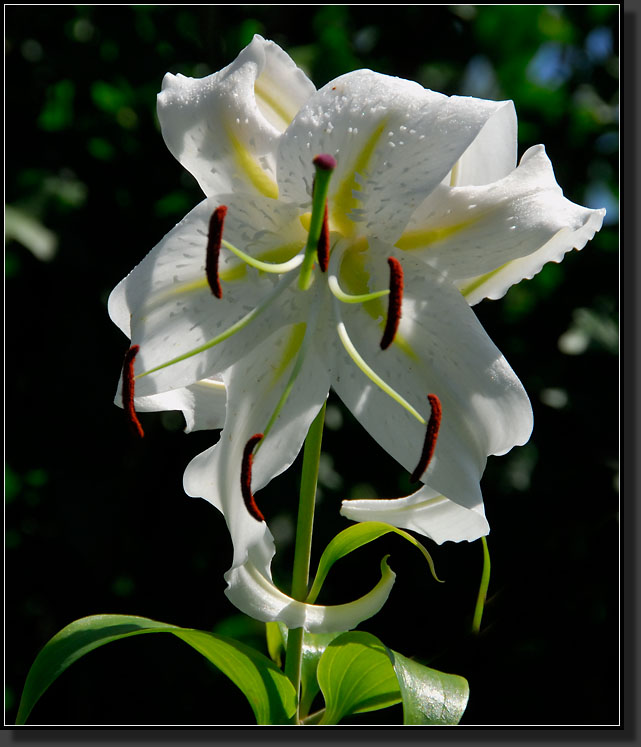 20070902-1877-Turkscap-Lily-'Album'