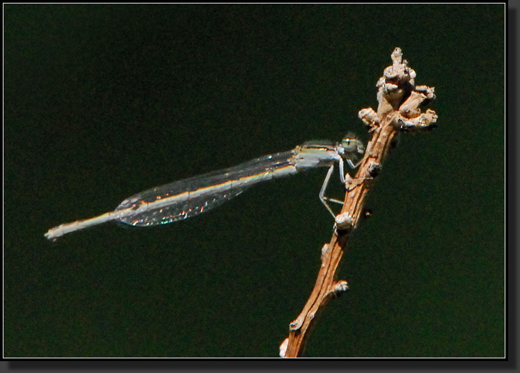 20070903-1935-Damselfly