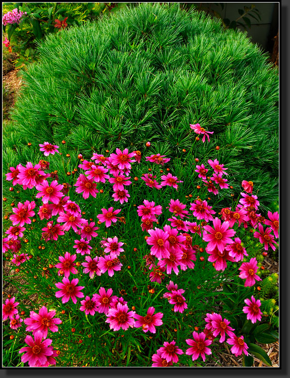 20070905-2108-Coreopsis-Heaven's-Gate