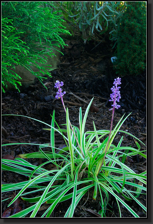 20070915-2298-Variegated-Tuft-Lily