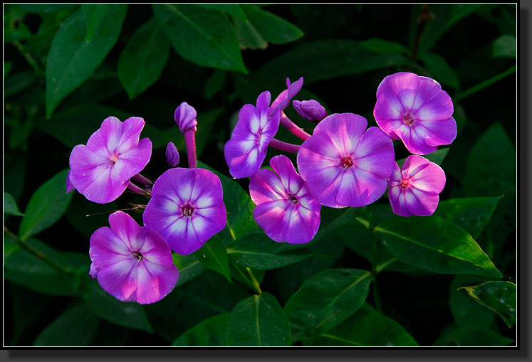 20071007-2792-Tall-Phlox-'Laura'