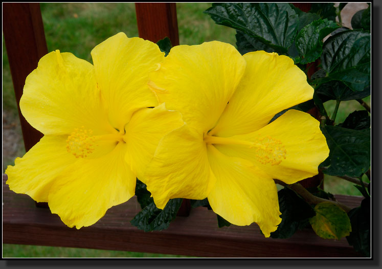 20071007-2808-Tropical-Hibiscus