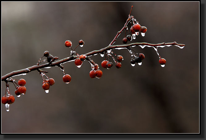 20071213-4796-Ice-Glazed_Crabapple