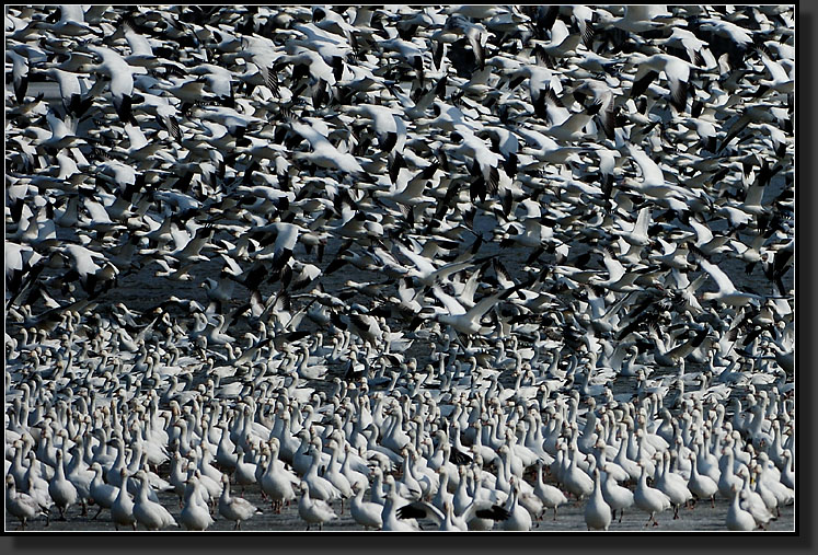 20070311-0014-Snow-Geese-taking-off