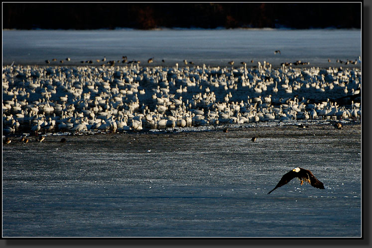 20070311-1013-Spooked-by-a-Bald-Eagle