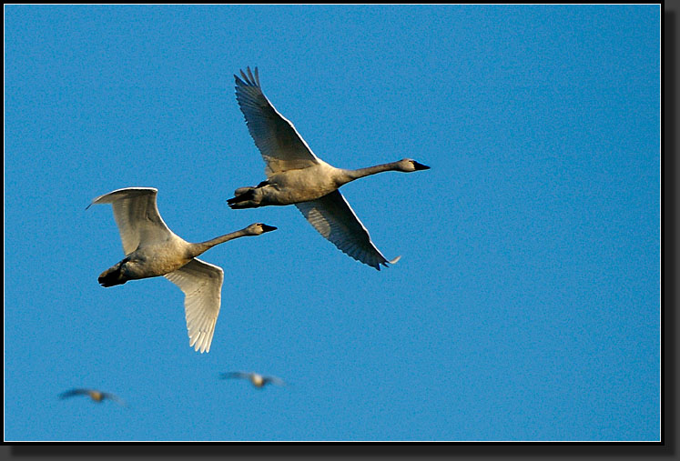 20070311-1047-Tundra_Swans