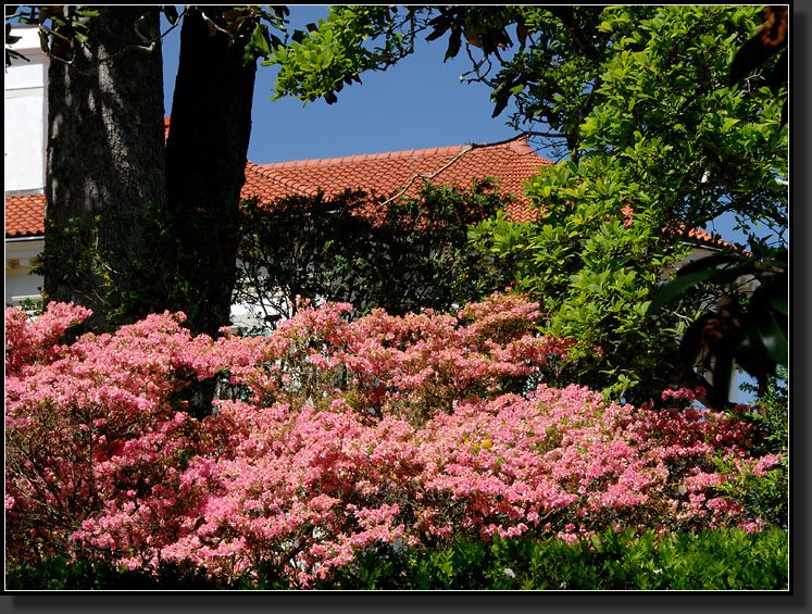 20070407-0055-Azaleas-in-Full-Bloom