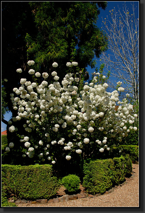 20070407-0058-Snowball-Viburnum