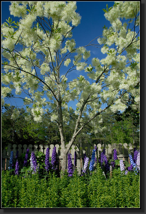 20070407-0090-Fringe-Tree,-Ida-Cason-Gardens