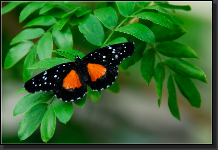 20070408-0104-Heliconius-Butterfly