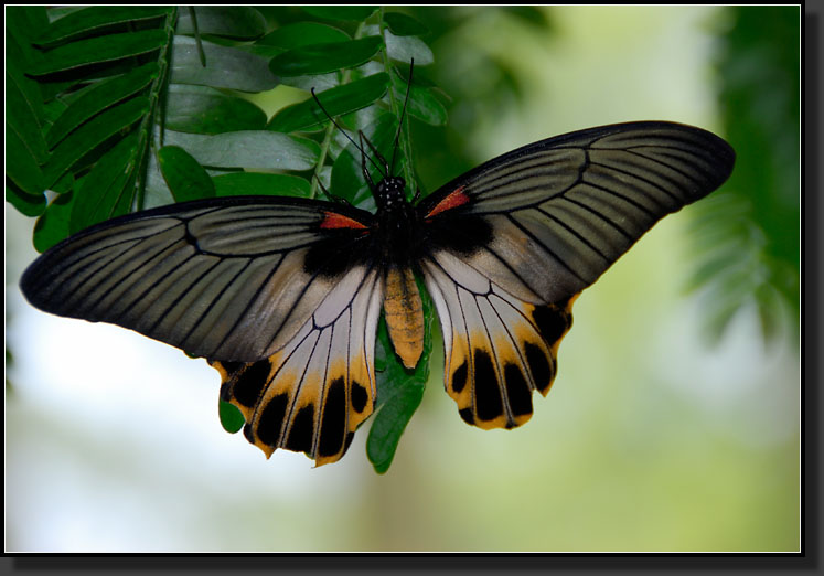 20070408-0105-Female-Great-Mormon-Butterfly