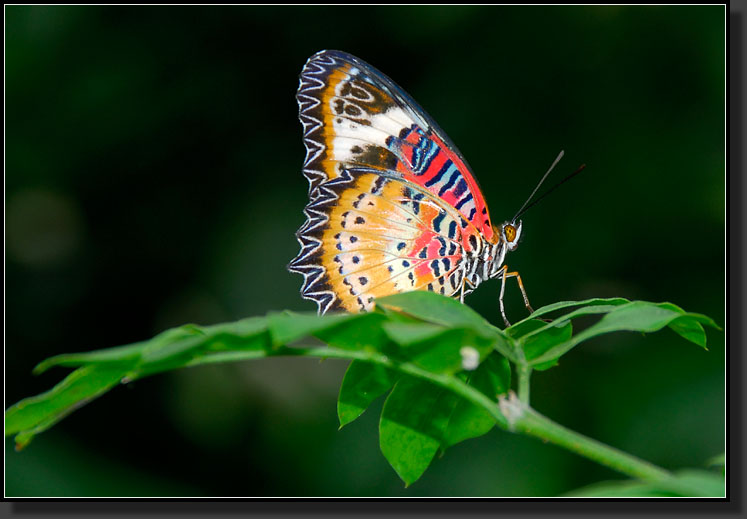 20070408-0112-Malay-Lacewing