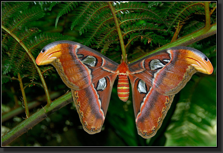 20070408-0113-Atlas-Moth-(Attacus-Atlas),-Largest-Moth-in-the-World,-Wingspan-1ft