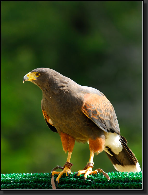 20070408-0138-'Rohmann',-Harris-Hawk