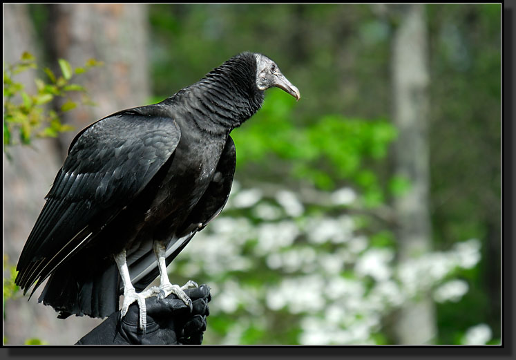 20070408-0153-Black-Vulture