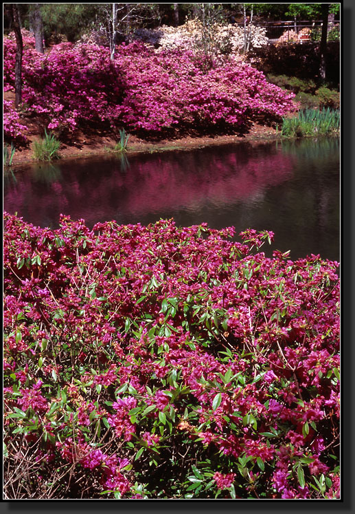 20070408-203-Azalea-Bowl