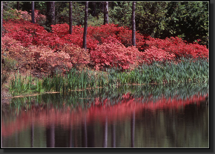 20070408-206-Azalea-Bowl