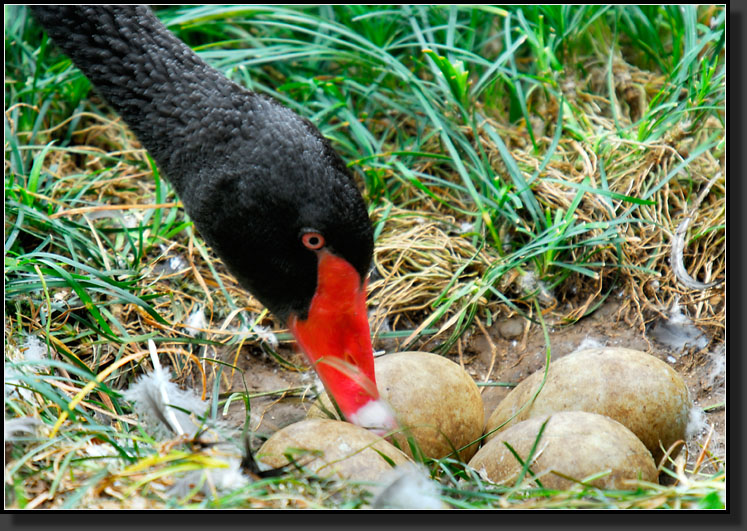 20070418-0215-Black-Swan-Unwilling-to-Abandon-Unhatched-Eggs